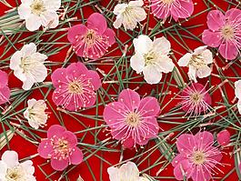 特殊紋理 花卉 免費(fèi)素材