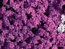 特殊紋理 花卉 免費(fèi)素材