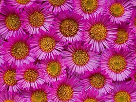 特殊紋理 花卉 免費(fèi)素材