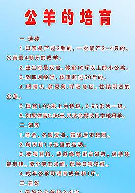 公羊的培育圖片