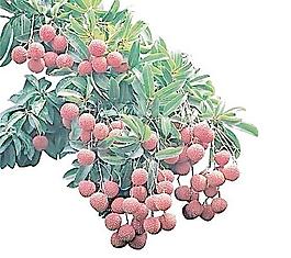 荔枝圖片