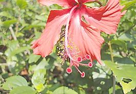 花卉圖片