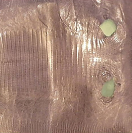 實物面料 皮革 皮質(zhì) 免費素材