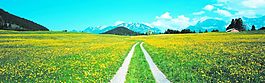 油菜花田地上的小路