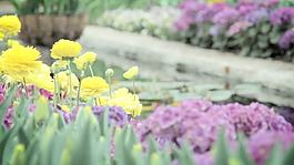春天的花朵的花園游泳池運(yùn)動(dòng)背景 視頻免費(fèi)下載