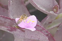 蜜蜂饲养股票视频 视频免费下载