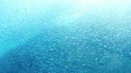 群集魚(yú)群股票視頻 視頻免費(fèi)下載