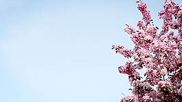 春天樹上的花風(fēng)運(yùn)動(dòng)背景 視頻免費(fèi)下載
