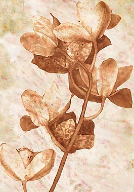 位圖 花卉 免費(fèi)素材