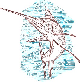 旗魚魚跳素描