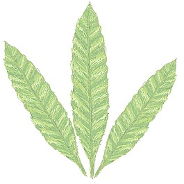 蕨类植物