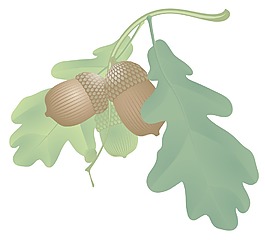 松樹和落葉