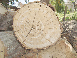 branch_texture