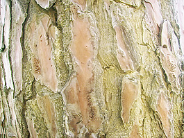 aging_bark