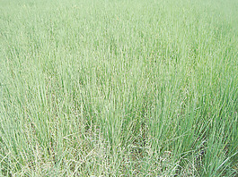 grass_field