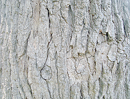 old_tree_bark