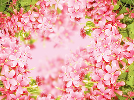 花卉背景