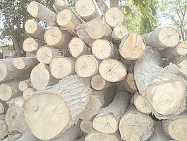 stem_texture
