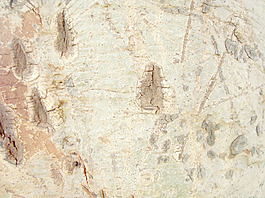 tree_skin_texture