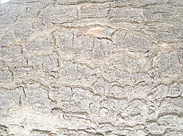 weird_tree_bark