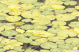水葉