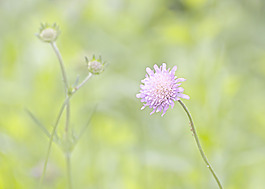野花圖片