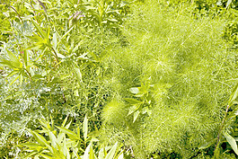 花園
