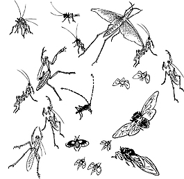 白描昆蟲