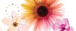 無框畫 花卉花朵鐘表畫