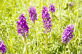野生蘭花