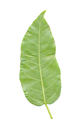 葉片紋理