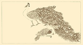 线描孔雀