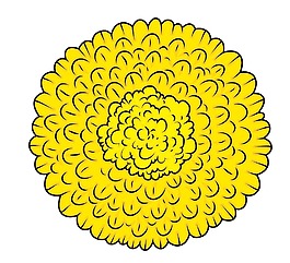 黃色的花的特寫(xiě)