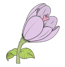 老式的郁金香