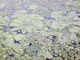 lichen_texture