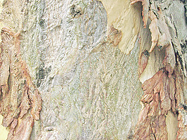 fresh_bark
