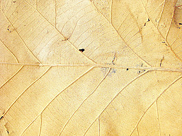 dried_leaf_texture