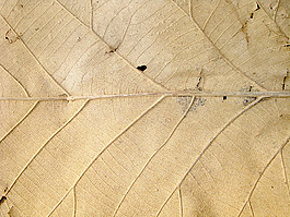close_up_dry_leaf
