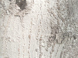 tree_bark_texture