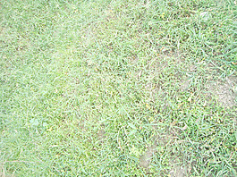 grass_background