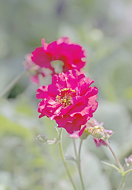 紅花宏