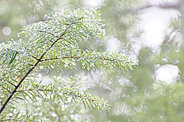 雨葉