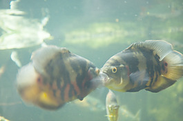 魚