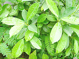 fresh_leaves