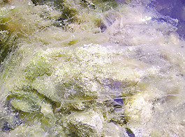 moss_background