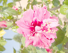 開花