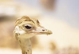 鴕鳥的嬰兒