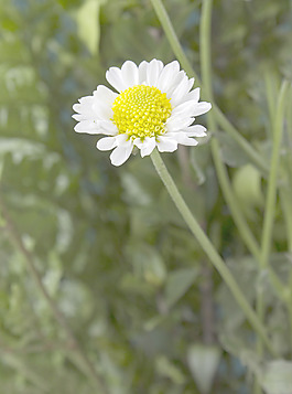 白色野花