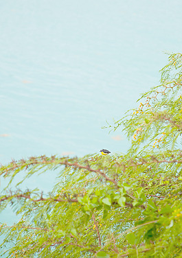 bananaquit