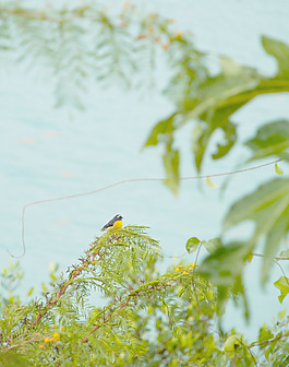 bananaquit